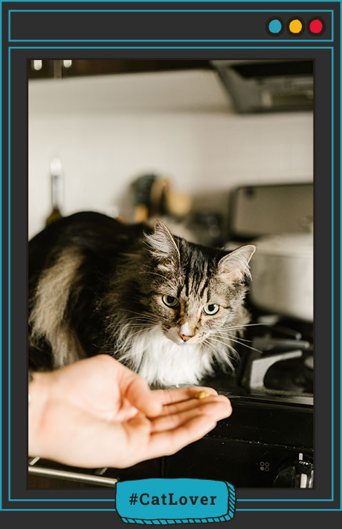 cómo saber si mi gato está triste
